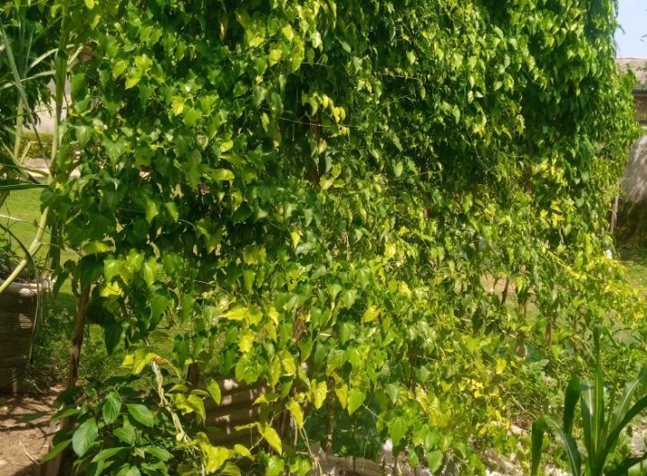How to Grow Yams in Sacks: A Step-by-Step Guild – The daily torch media.