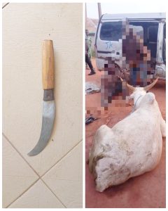 Ogun Police Arrest Two Suspected Cattle Rustlers, Recover Stolen Cow