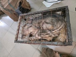 Nigeria Customs Seizes Endangered Wildlife, Smuggled Goods in Maiduguri, Records ₦12.73m Haul