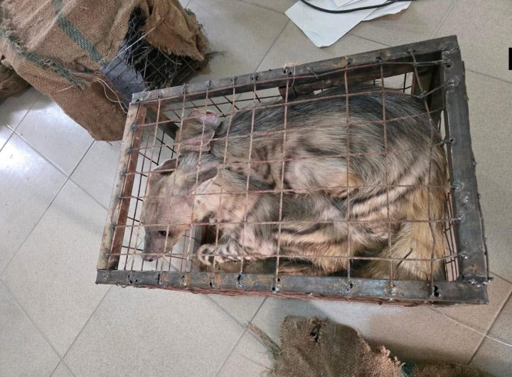 Nigeria Customs Seizes Endangered Wildlife, Smuggled Goods in Maiduguri, Records ₦12.73m Haul