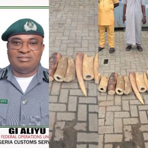 Nigeria Customs, Partners Bust Wildlife Trafficking Syndicate, Seize 22 Elephant Tusks in Ogun, Lagos