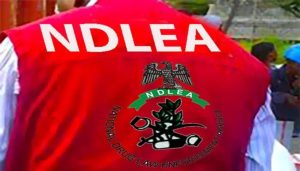 NDLEA Raises Alarm Over Foreign Cartels Setting Up Drug Labs in Ogun, Oyo Forests
